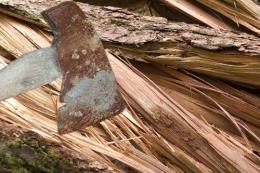 Cutting Logs